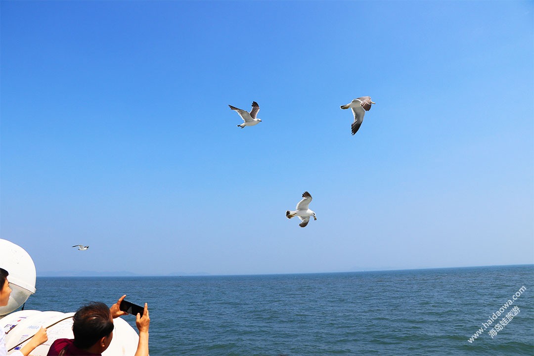 飞翔的海鸥们